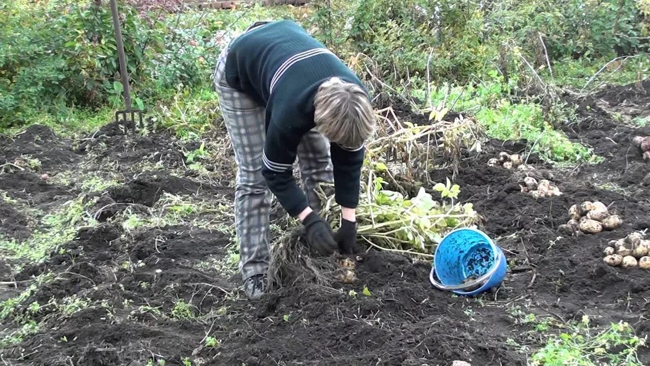 Копать картошку можно. Копка картофеля. копка картофеля в ручную. копать картошку. уборка картофеля на огороде.