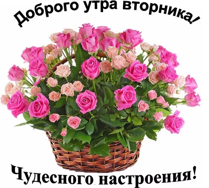 Доброго вторника. Хорошего вторника. с добрым утром вторника. сдобоым утром вторниеа. пожелания на вторник.