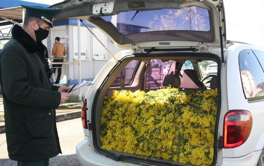 Мимоза цветет в абхазии. Откуда везут мимозу. Откуда везут мимозу. Мимоза на рынке. Бабушка с мимозами.