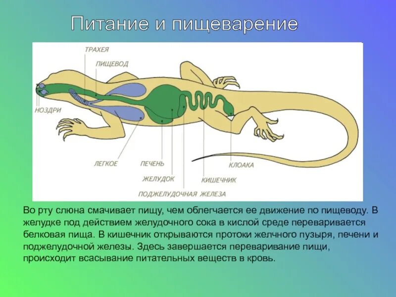 Строение рептилий 7 класс