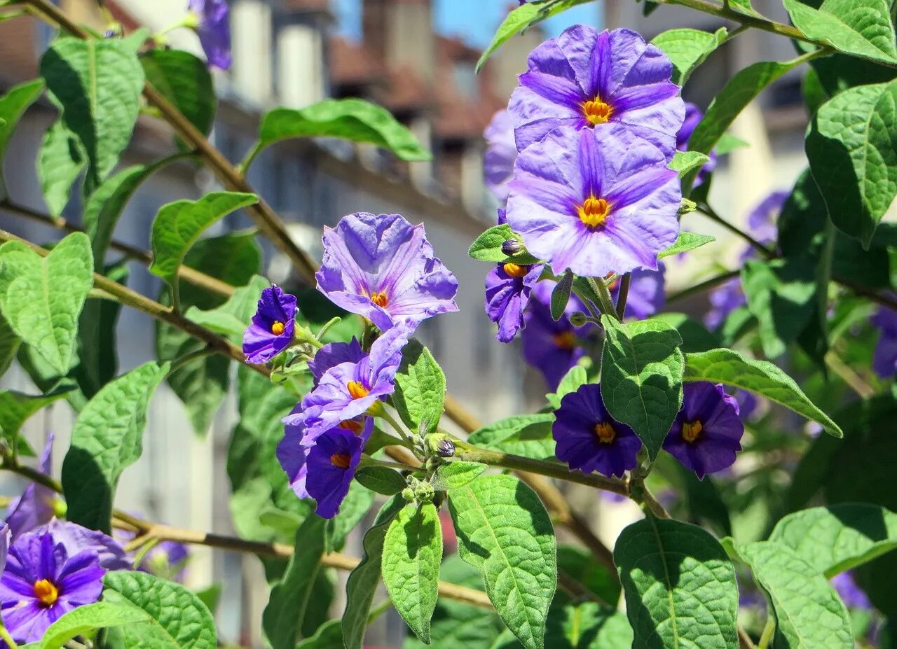 Паслена земле. Паслён (Solanum). Паслен дикий. Фиолетовый паслен. Паслен Рантонетти.