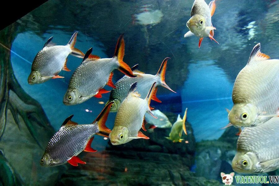 Породы разводимых рыб. Барбус лещевидный краснохвостый. Барбусы аквариумные рыбки. Барбус лещевидный рыбка. Барбус лещевидный аквариумные рыбки.