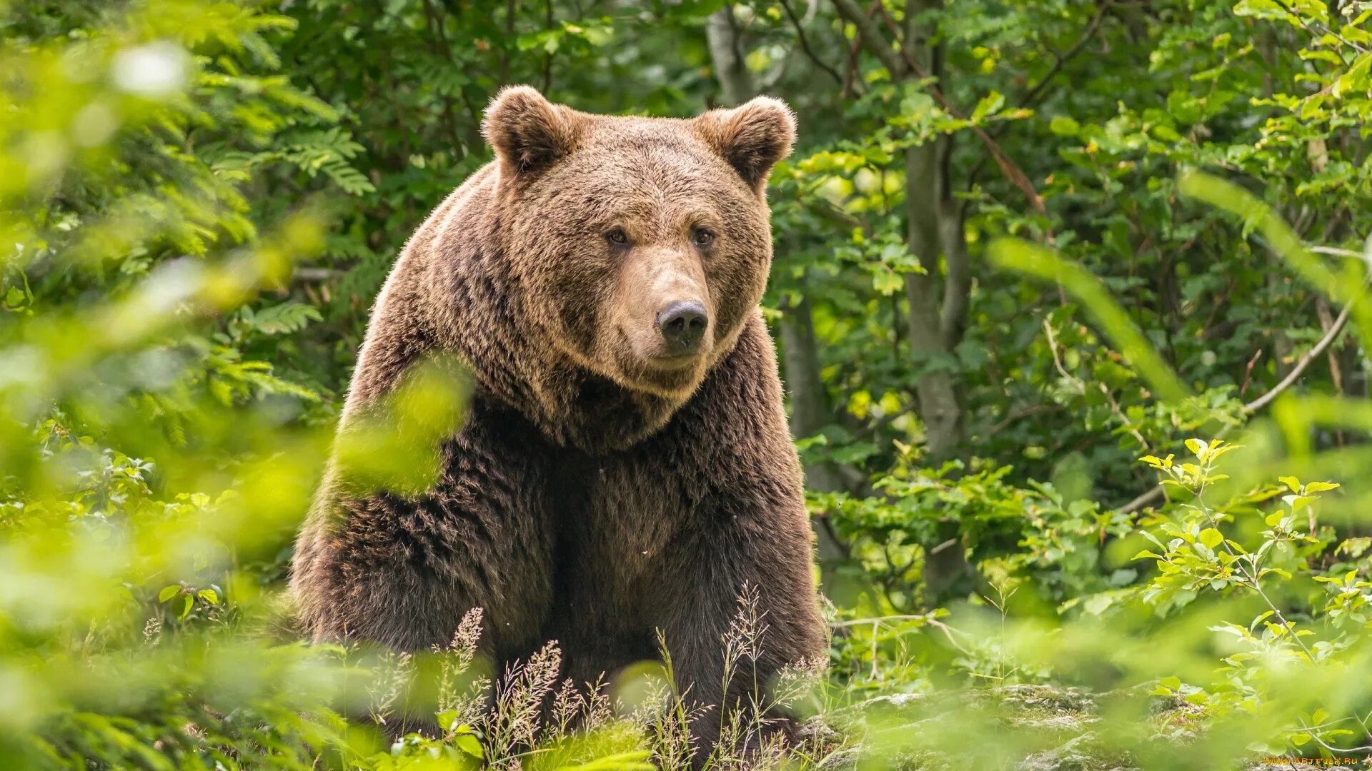 Картинка медведь. Бурый медведь леса России. Уссурийский бурый медведь. Бурый медведь в лесу Россия. Сибирский бурый медведь.