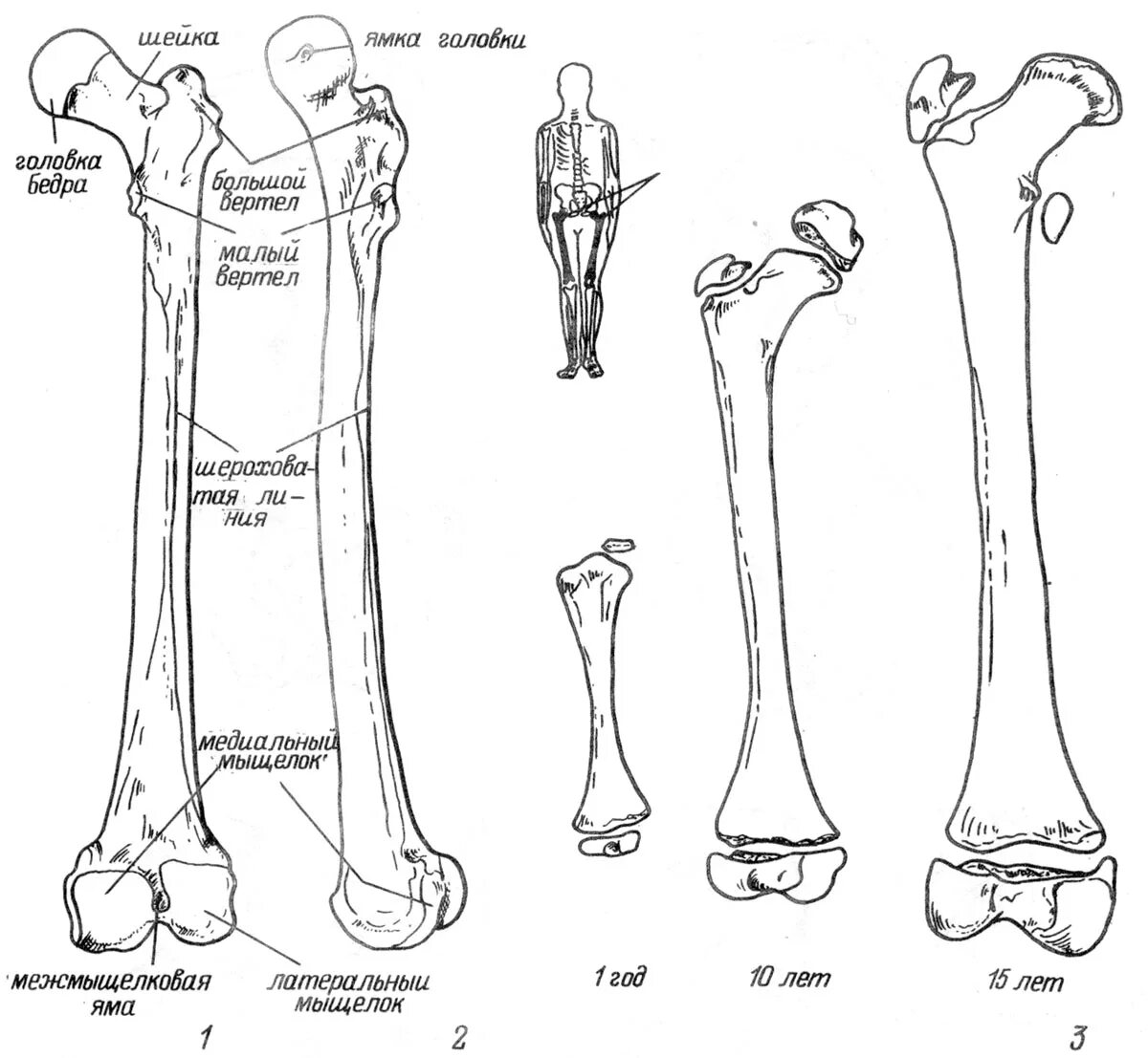 Бедренная кость анатомия строение. Анатомия костей голени диафиз. Трубчатая бедренная кость. Анатомия левой бедренной кости. Скелет человека бедро