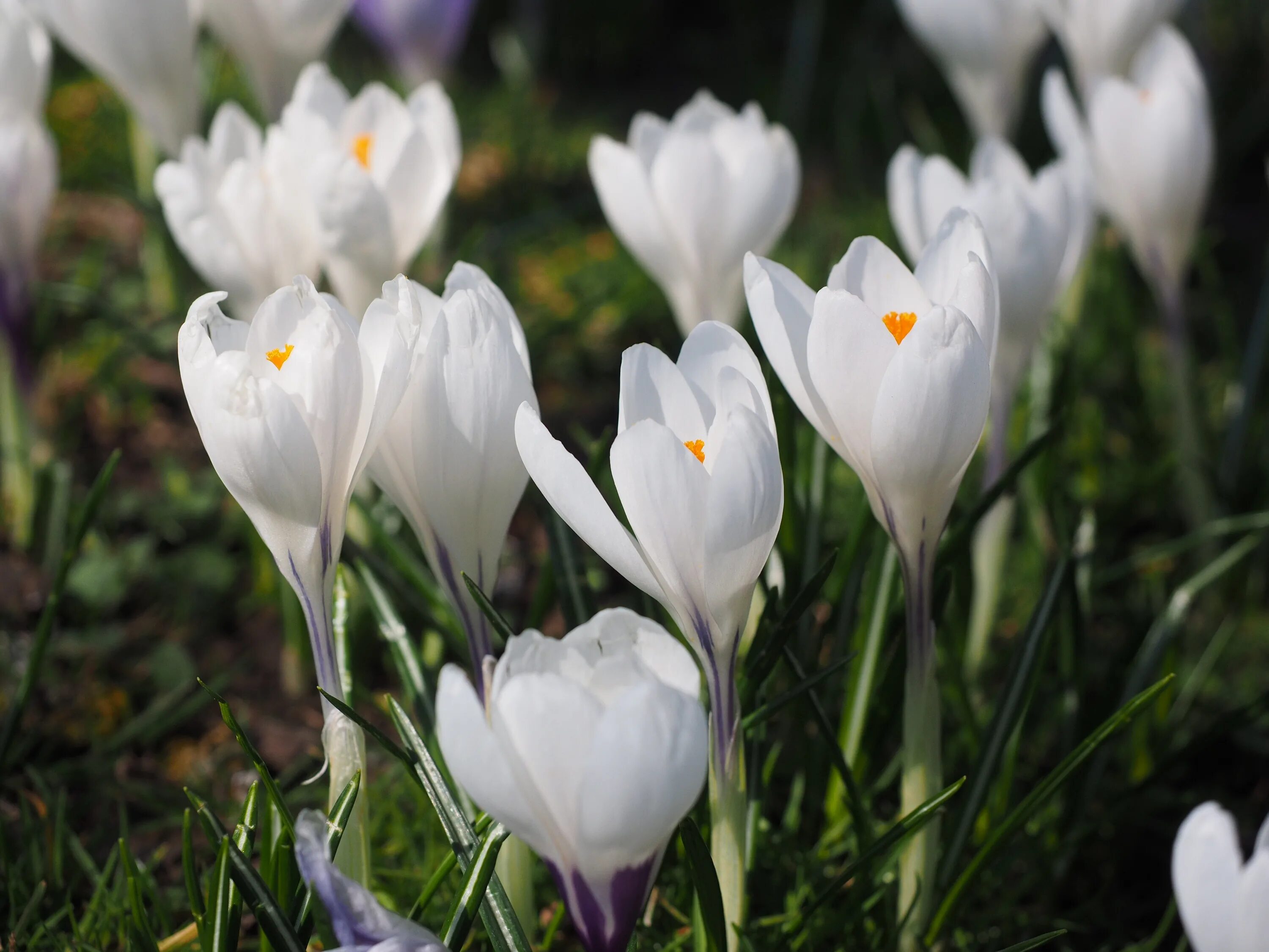 Крокус цветок белый. Весенние цветы крокусы. Соцветие крокуса. Крокус Vanguard. Белый лебедь крокус