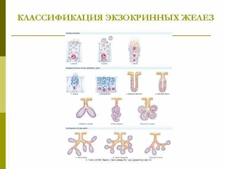 Классификация и строение экзокринных желез. Классификация и строение экзокринных желез