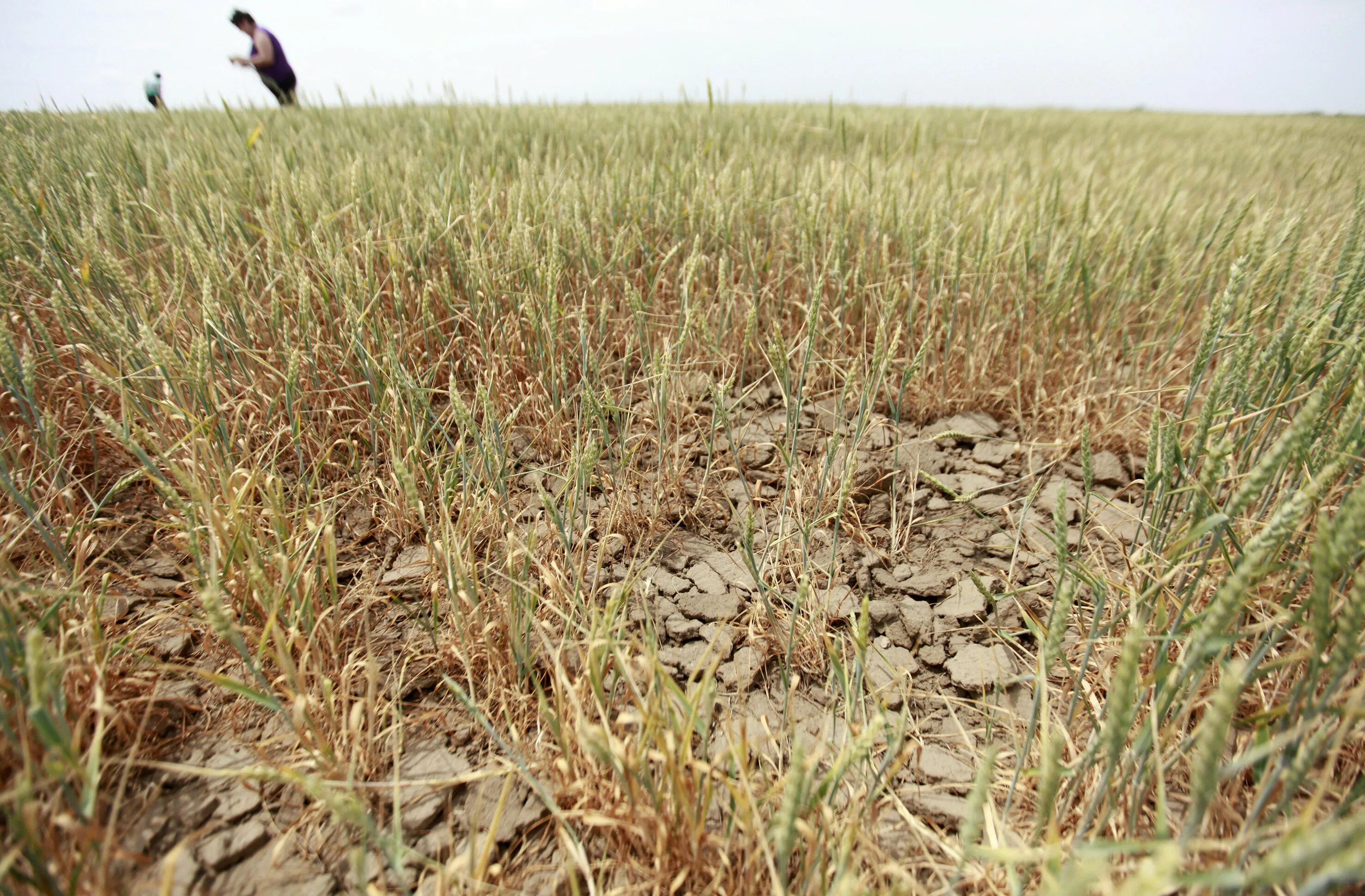 Засуха урожай. Засуха в сельском хозяйстве. Поле озимой пшеницы. Засуха на полях пшеницы.