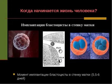 Влияет на имплантацию эмбриона