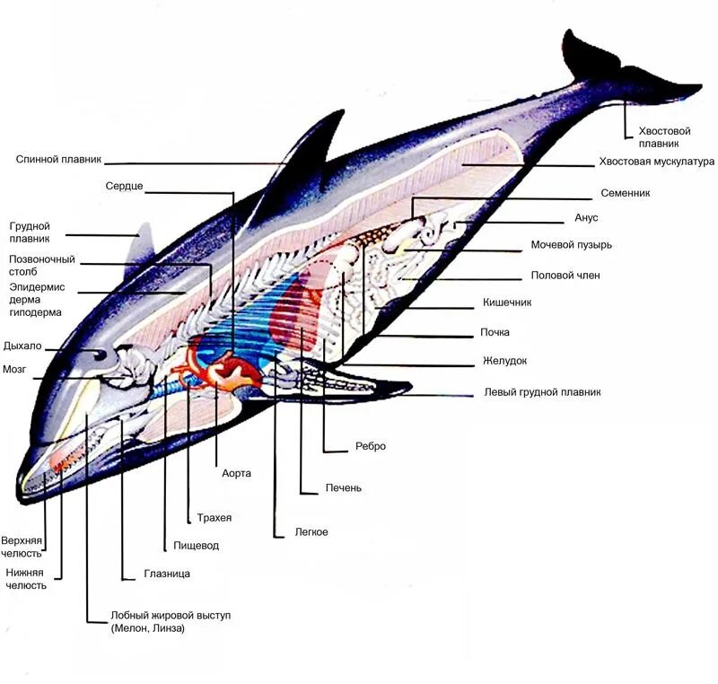 Дыхательная система китообразных схема. Внутреннее строение дельфина Афалина. Дыхательная система морских млекопитающих схема. Внутренне строение китообразных.