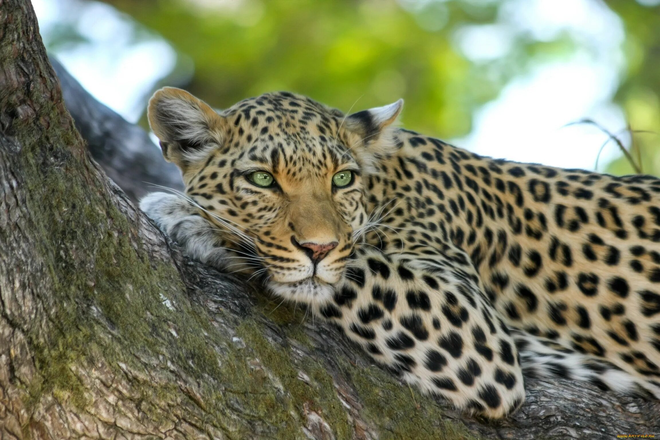 Predator animals. Анатолийский леопард. Ягуар и леопард. Панарский леопард. Переднеазиатский леопард.