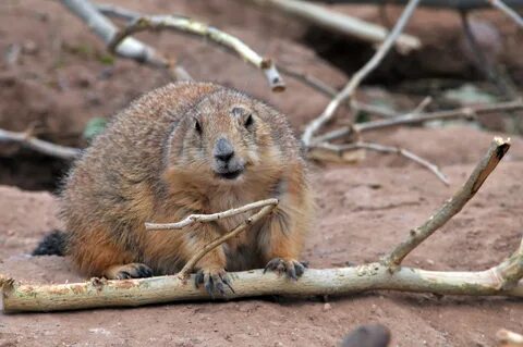 The woodchuck