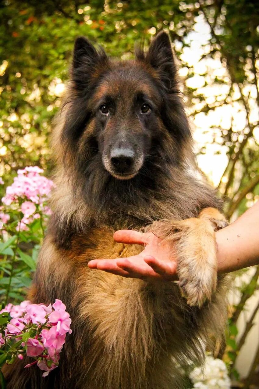 бельгийская овчарка длинношерстная. тервюрен и грюнендаль. бельгийская овчарка. бельгийская овчарка трюаирен. бельгийская овчарка тервюрен грюнендаль малинуа.