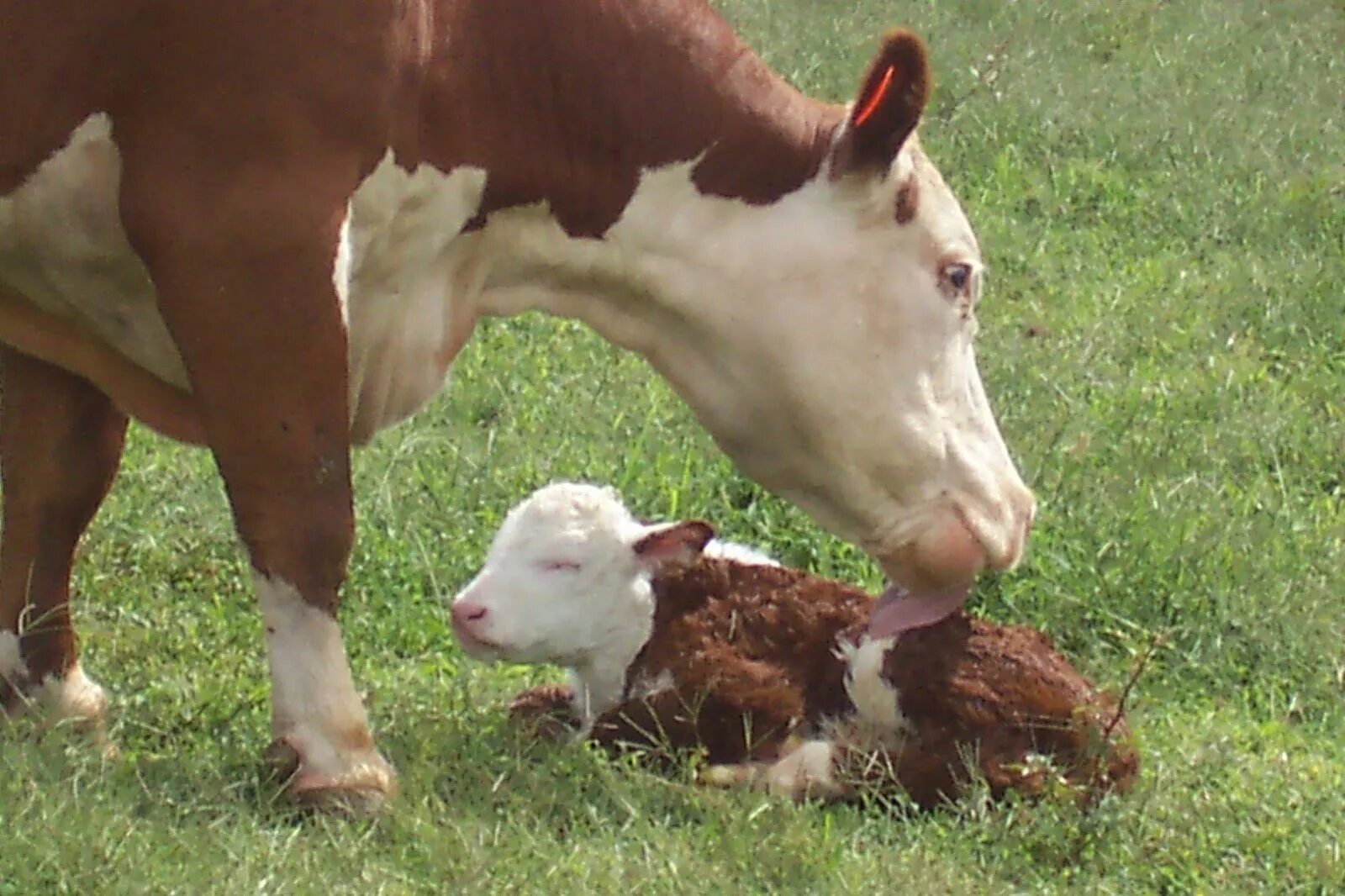 Телята после рождения. Коровы и телята. Детеныш коровы. Красивый теленок. Теленок с мамой.