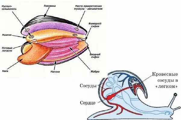 Какие органы дыхания характерны для наземных моллюсков. Дыхательная двустворчатых моллюсков. Дыхательная система моллюсков. Двустворчатые моллюски дыхательная система. Система дыхания моллюсков.