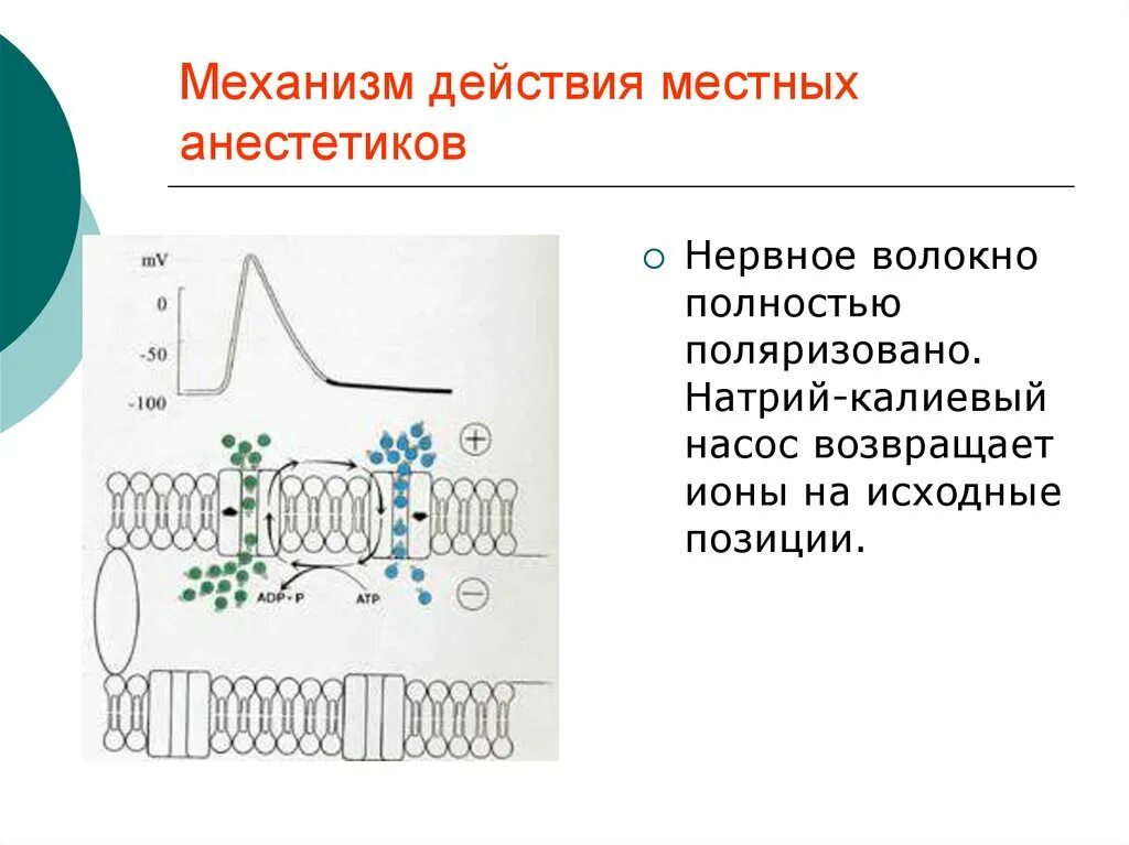 Блокируют проведение импульсов