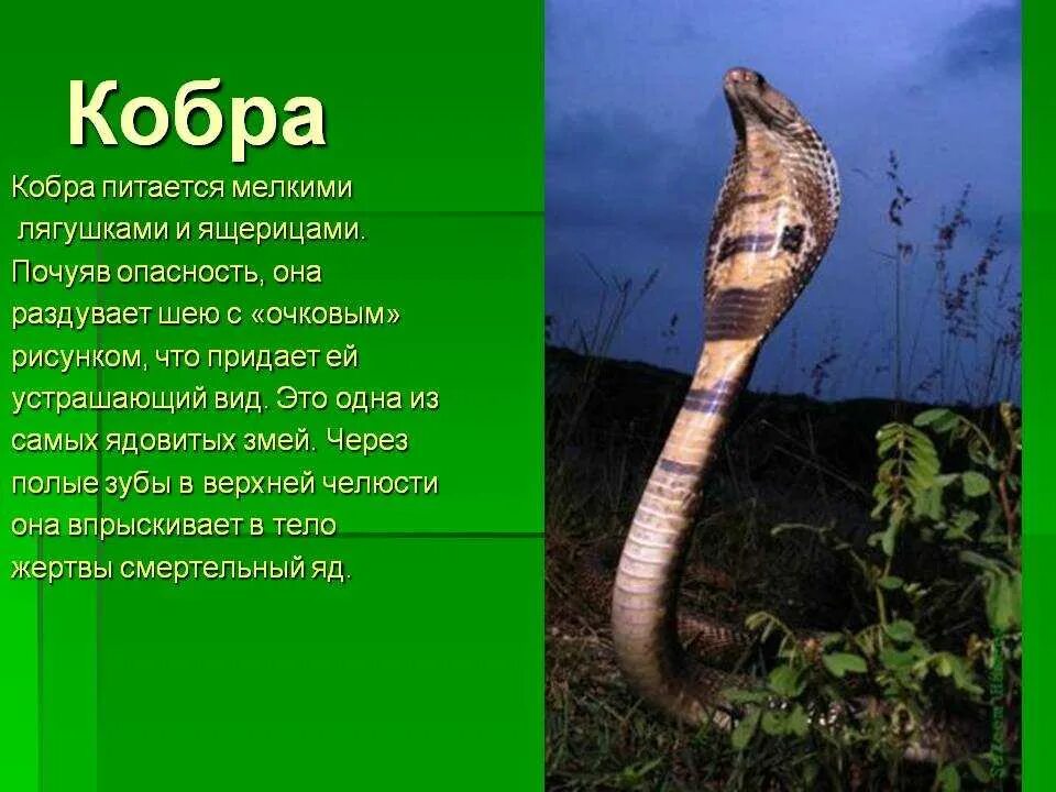 безопасность при встрече со змеей. опасные животные 2 класс окружающий мир проект. волк опасное животное для человека. природа в опасности. опасные животные 2 класс окружающий мир проект.