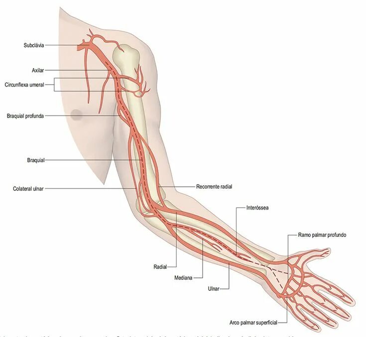 Правая лучевая артерия. Лучевая артерия анатомия ветви. Лучевая артерия на предплечье. Плечевая артерия анатомия схема. Анатомия лучевой артерии на предплечье.