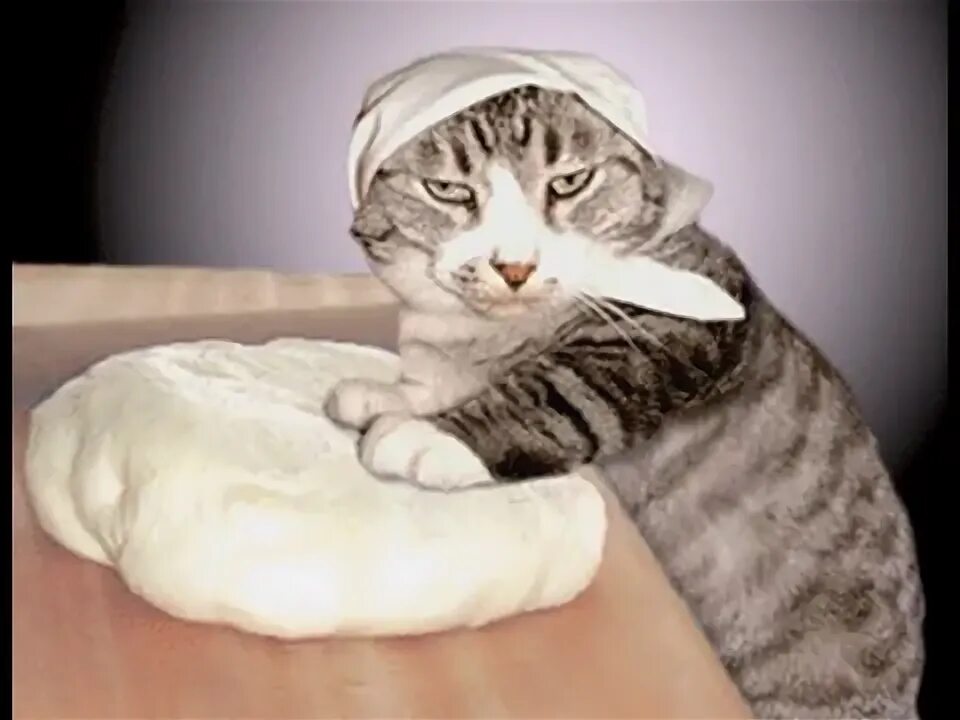Месить кот. Кот месит тесто. кот пекарь. котик в муке. котик повар.