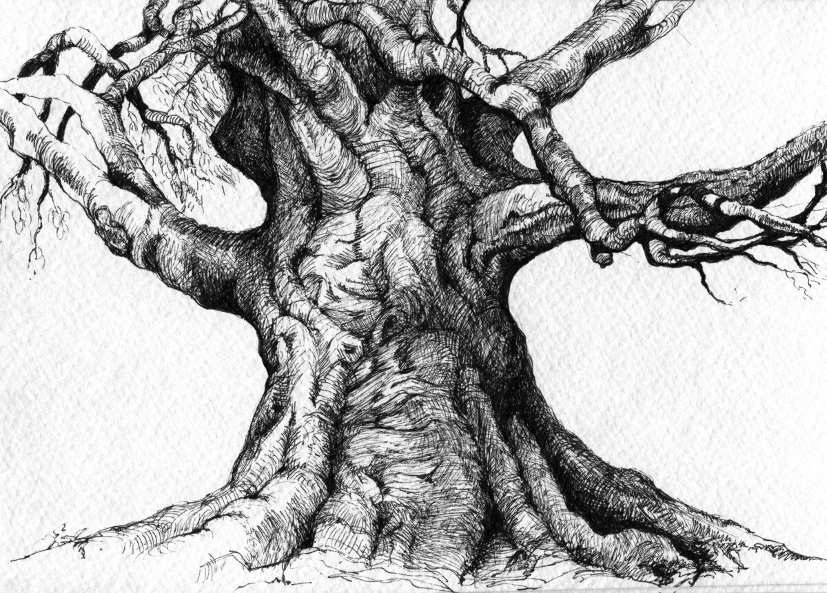 Дерево рисунок. Дуб рисунок. Нарисовать дерево с корнями. Дерево рисунок карандашом.