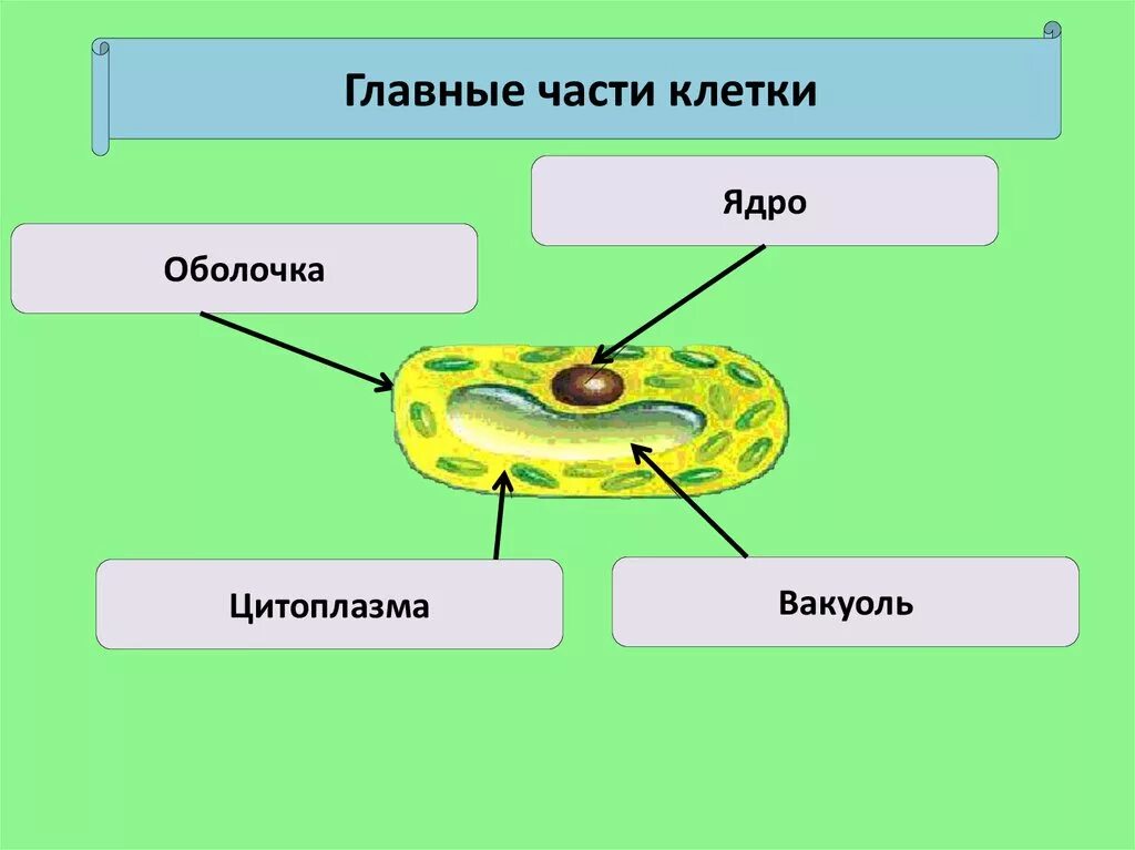 Главные части клетки 5 класс биология. Клетка ядро цитоплазма мембрана. Клетка 5 класс цитоплазма ядро. Основные части клетки 5 класс биология.