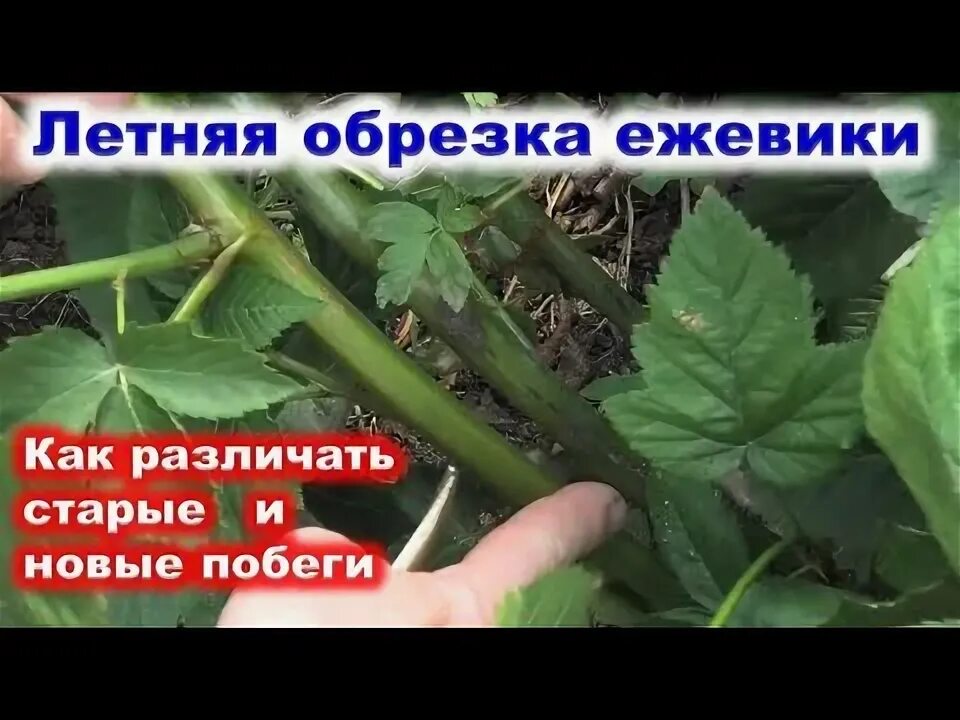 Обрезать ли листья у ежевики на зиму. Обрезка ежевики летом. летняя обрезка ежевики бесшипной. как обрезать ежевику летом. обрезка ежевики летом в июле.