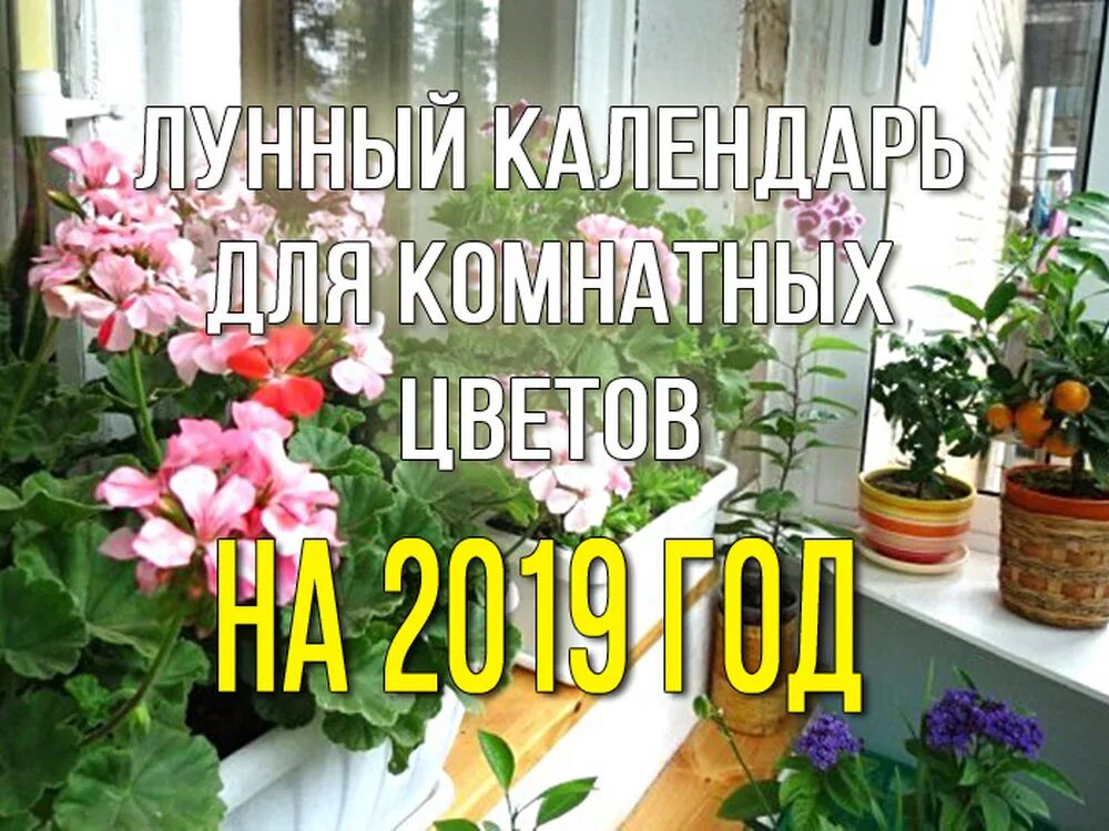 Лунный календарь комнатных цветов на апрель 2024. Благоприятные дни для пересадки комнатных растений. Когда можно пересаживать комнатные цветы. Можно сегодня пересаживать растения. Апрель пересадка комнатных цветов.