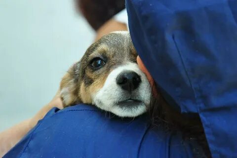 Fill in charity foster senior