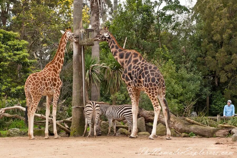 Zoo animals park. Парк Таронга. Зоопарк города Мейтленд Австралии. Сиднейский зоопарк. Парк животных Клилэнд Австралия.