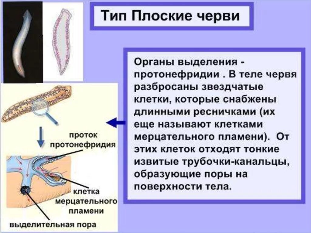 Развитие систем органов у червей. Выделительная система плоских червей 7 класс. Выделение плоских червей 7 класс биология. Тип плоские черви выделение. Выделительные трубочки протонефридии.