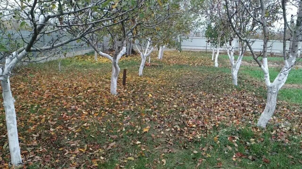 Осенняя побелка деревьев. Побелка деревьев осенью. Покрашенные деревья в саду. Белить деревья осенью. Белят ли молодые деревья