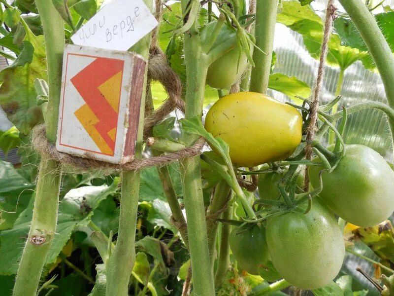Томат зеленый чили. Семена томата чили верде от сиб. Верде томат. Томат зеленый чили. Томат зеленый чили.