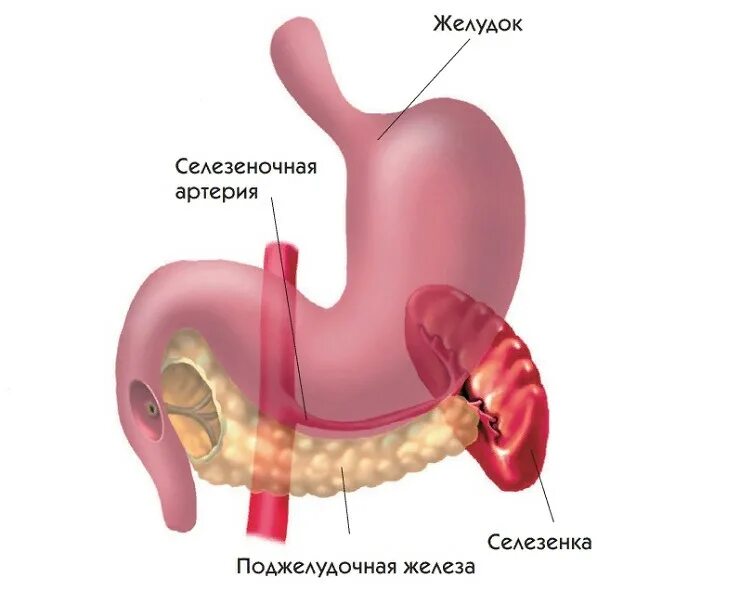 Строение человека внутренние органы селезенка. Селезенка анатомия расположение. Желудок и селезенка расположение.
