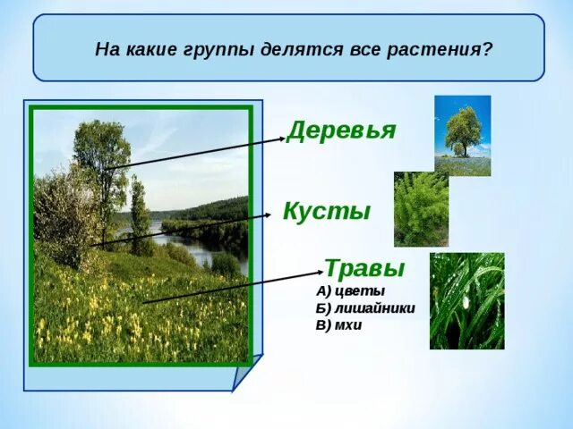 Раскройте зависимость лугового сообщества от неживой природы