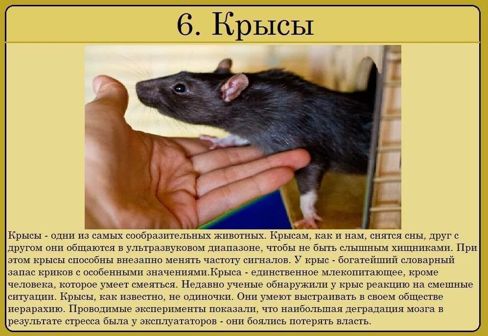 Крыса годы жизни. Описание крысы. Продолжительность жизни крысы. Продолжительность жизни декоративных крыс. Разновидности крыс.