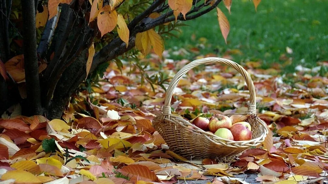 Сад опавших листьев. Сад опавших листьев. Сад опавших листьев. Осенний огород. Уборка листвы в саду.