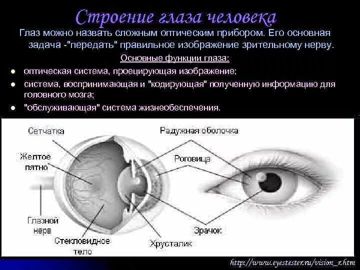 Основные функции зрения. Строение глаза. Строение глаза анатомия. Строение человеческого глаза. Глаз строение глаза.