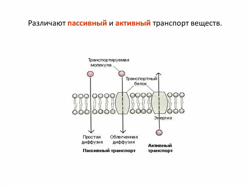 Какой вид мембранного транспорта показан на рисунке. Активный транспорт веществ через клеточную мембрану. Механизм активного и пассивного транспорта веществ. Пассивный транспорт веществ через мембрану. Активный и пассивный транспорт веществ через мембрану схема.