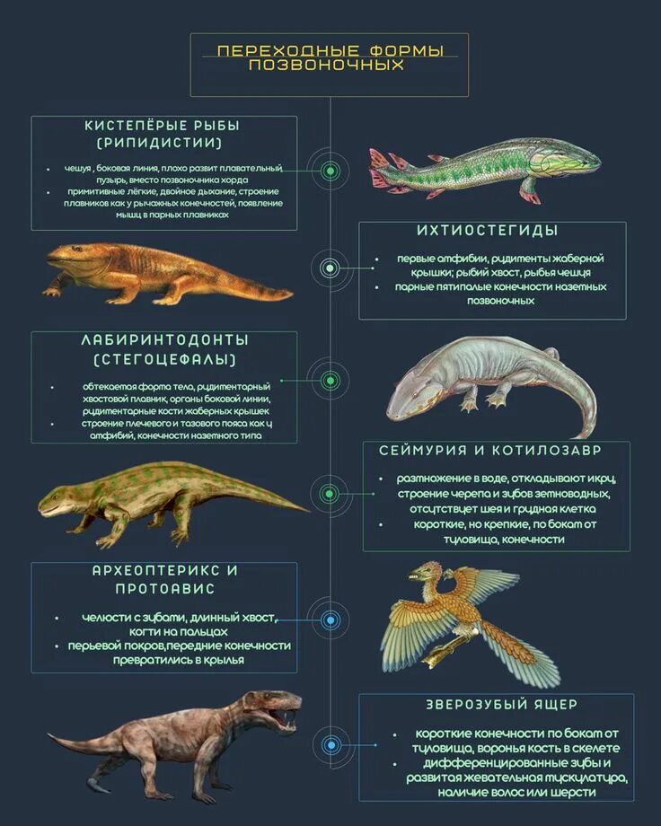 Переходные формы позвоночных животных таблица. Переходные формы ЕГЭ биология. Переходные формы между классами позвоночных животных. Переходные формы Эволюция ЕГЭ.