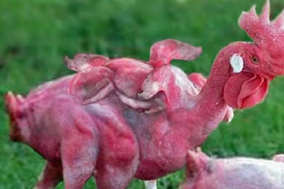 Человек животное без перьев. Человек животное без перьев