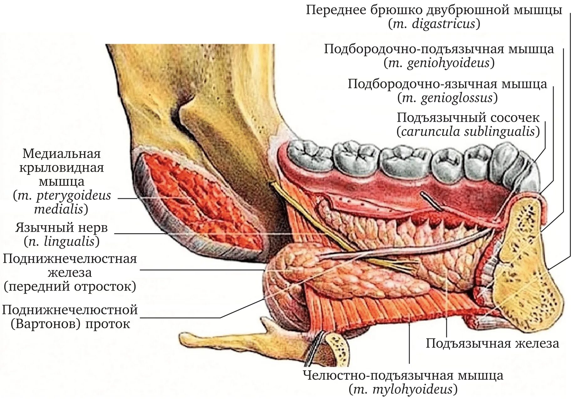 Воспаление ткани латынь. Топография подчелюстной слюнной железы. Выводной проток подъязычной слюнной железы. Подъязычная слюнная железа топографическая анатомия. Выводной проток подчелюстной слюнной железы анатомия.
