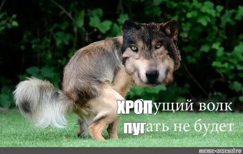 Лайк поставлю собака