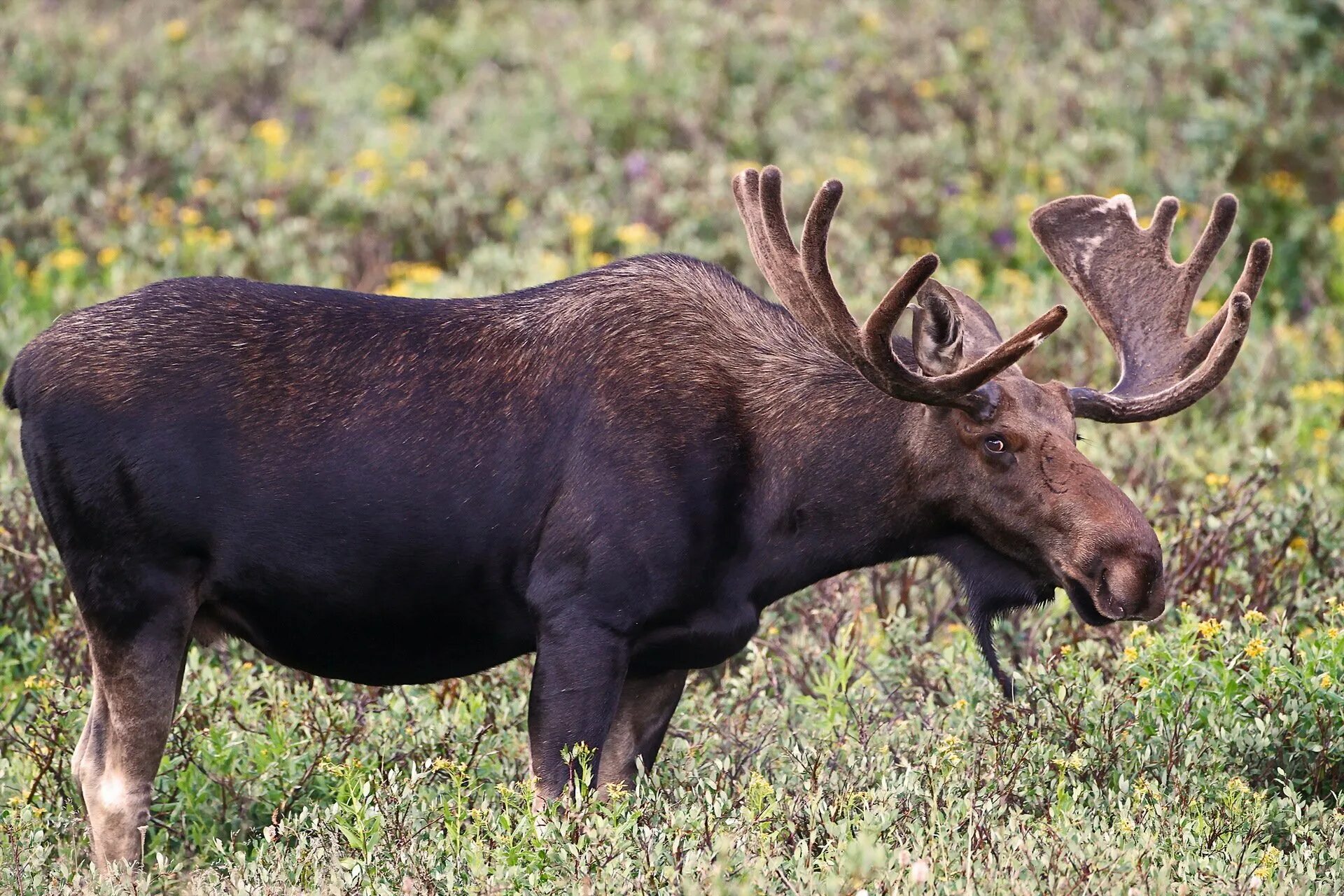 Европейский Лось alces alces. Лось средней полосы России. Дикие животные Лось. Дикий Лось.