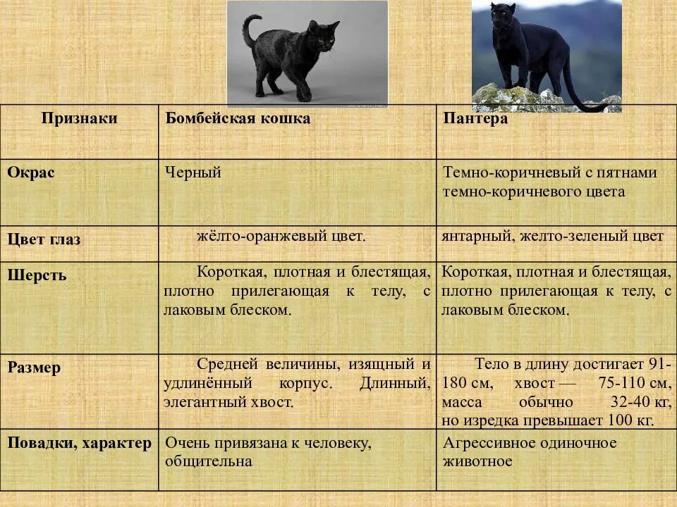 Пантера морфологический критерий. Пантера Размеры. Классификация пантеры. Размер пантеры животное. Черная кошка содержание