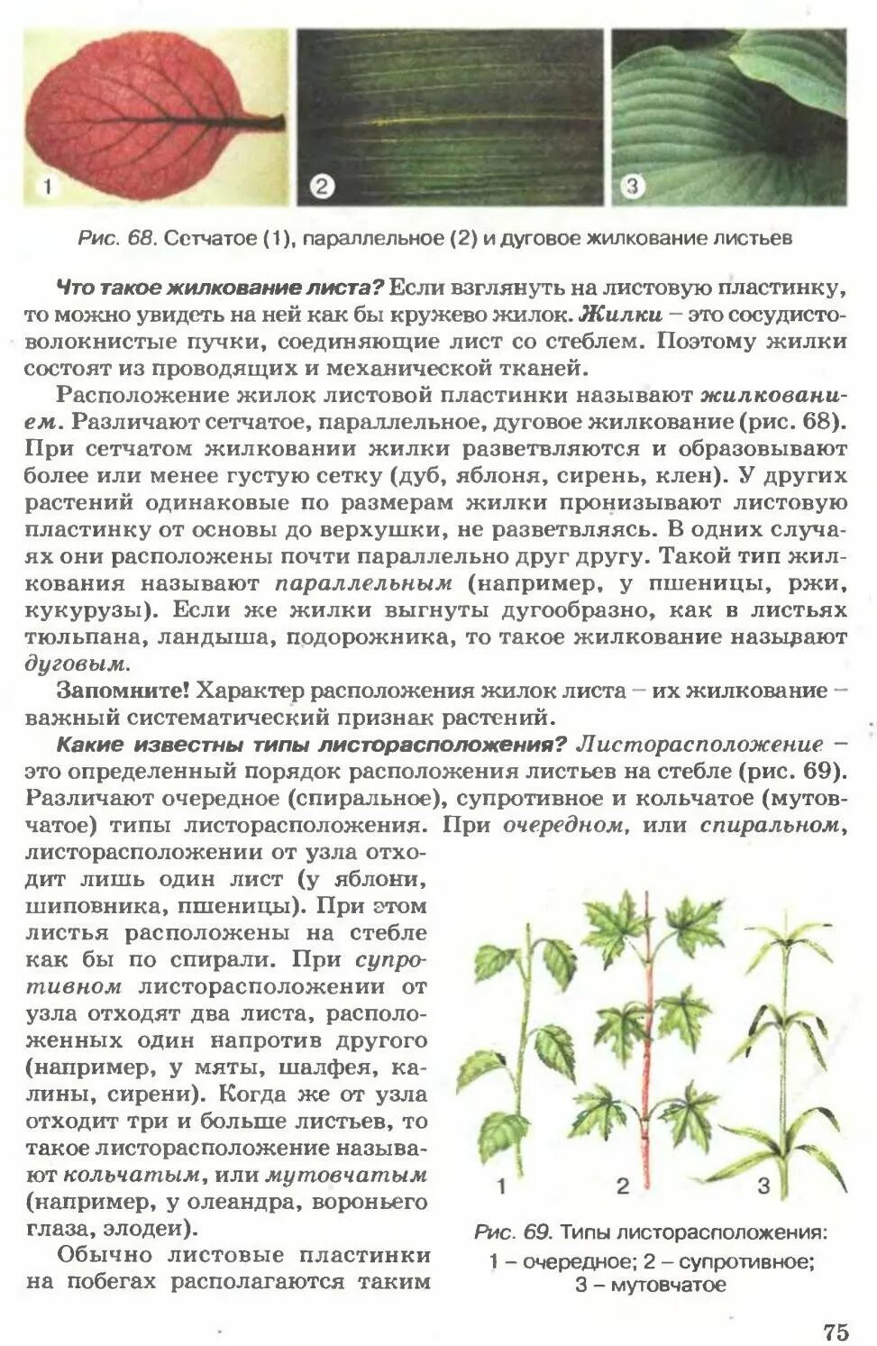 В жилках листа находится сверху. Параллельное или дуговое жилкование листьев. Жилка у растений. Жилкование листа шиповника. Тип жилкования листа шиповника.