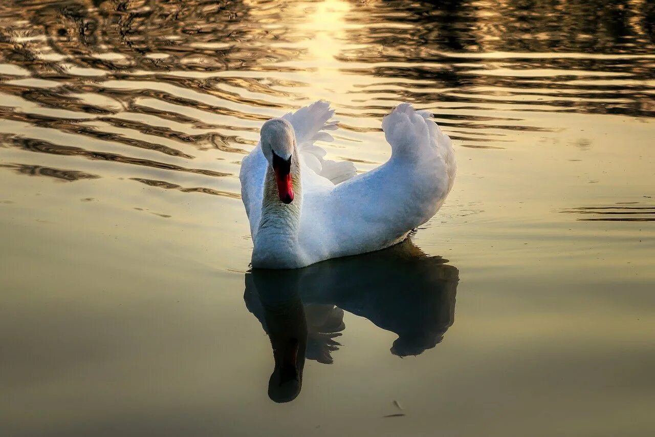 Птицы на воде. Лебедь на воде. Фламинго с отражением в воде. Лебеди в прозрачной воде.