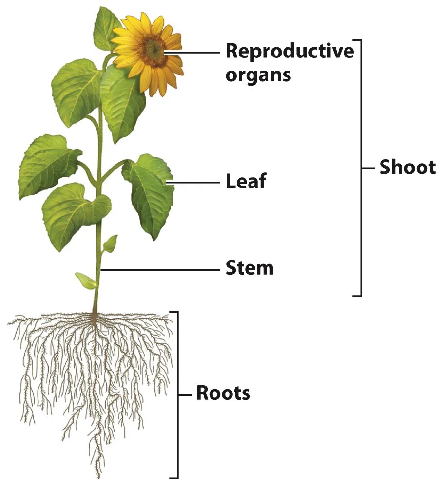 Plant Organs. Plant Organ System. Лист орган растения. Internal structure of Plants.