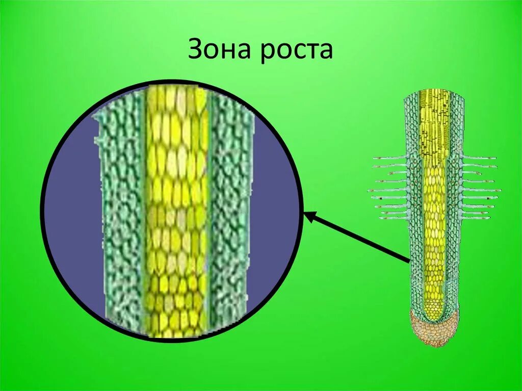 Зоны роста. Клеточное строение корня. Строение зоны роста. Зона роста корня.