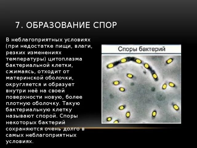 Чем отличается спора гриба от споры бактерии. Образование споры у бактерий. Цитоплазма у бактерий при образовании спор. Бактерии при неблагоприятных условиях. Особенности жизни бактерий.