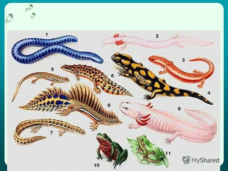 Класс земноводные классификация. Рисунок земноводных. Озерная и прудовая лягушки отличия. Таблица отряд безногие хвостатые бесхвостые. Примеры земноводных животных.