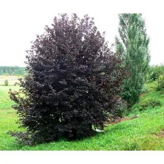 Черемуха шуберта описание